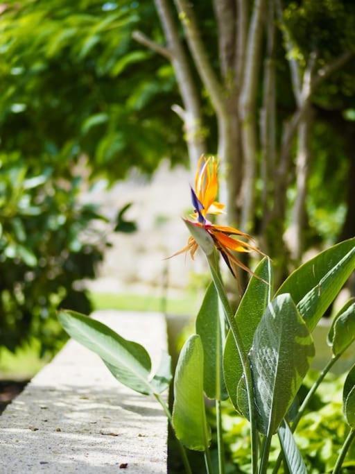 Private House With Pool & Garden Villa Guimar Bagian luar foto